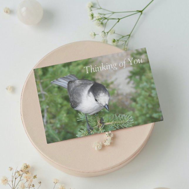 Cartão Whiskey Jack Foto Pensando na sua placa de Vazio (In Situ)