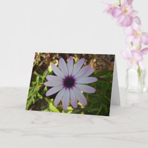 Cartão White African Daisy Flower Card