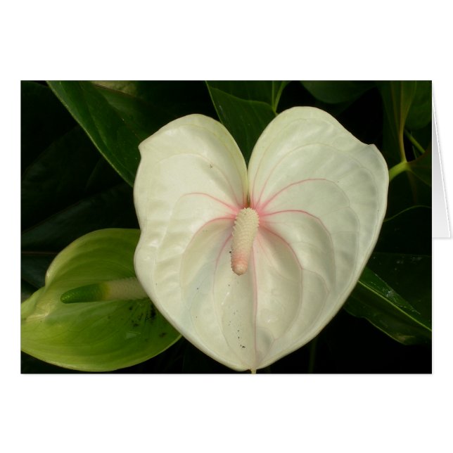 Cartão White Anthurium Hawaii (Frente horizontal)