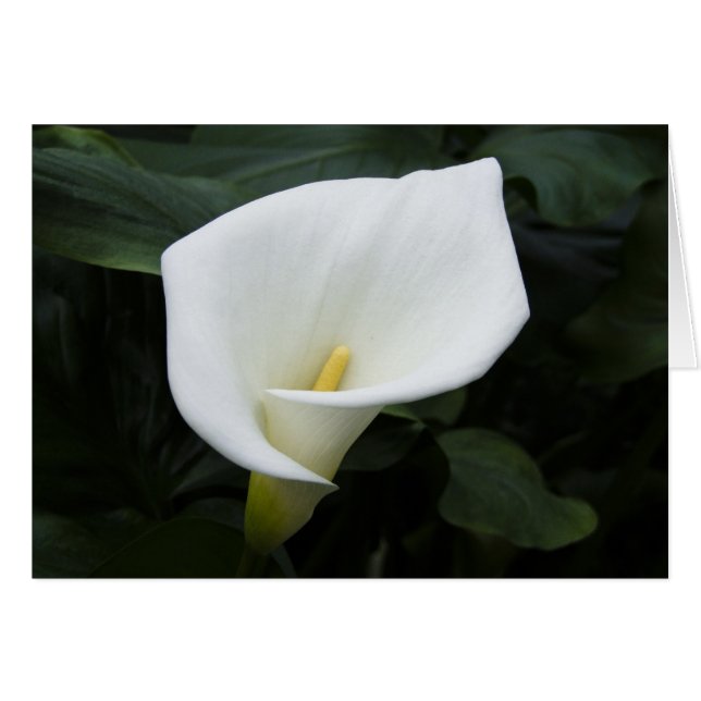Cartão White Calla Lily (Frente Horizontal)