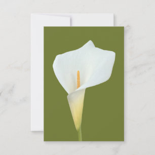 Cartão White Calla Lily Flower Backyard Foto do jardim