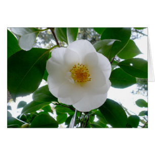 Cartão White Camellia