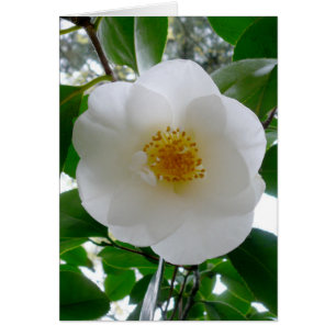 Cartão White Camellia