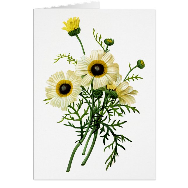 Cartão White Chrysanthemum por Pierre Joseph Redoute (Frente)