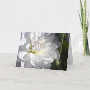 Cartão White dahlia greeting card