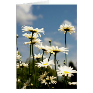 Cartão White Daisy Flowers Card