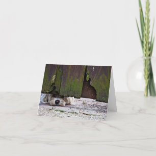 Cartão White Dog Peeking Under Fence