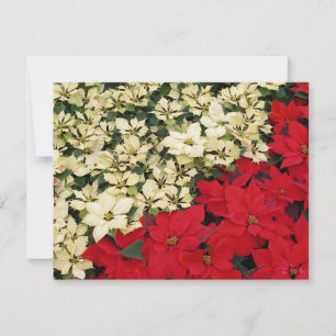 Cartão White e Red Poinsettias I Feriado Floral