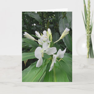 Cartão White Ginger