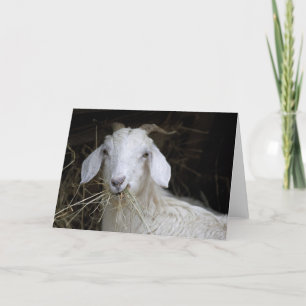 Cartão White Goat - Cute Animal Photography