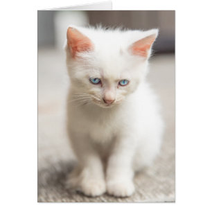 Cartão White Kitten