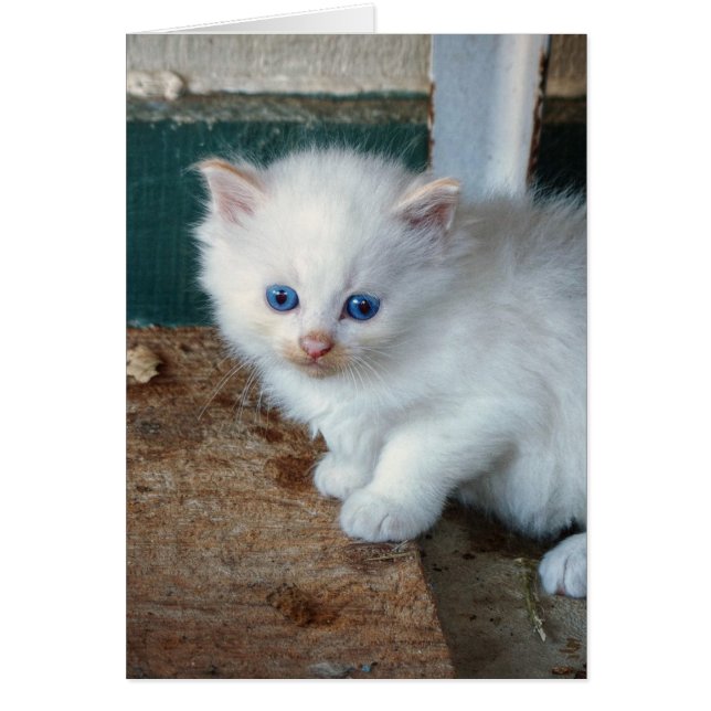 Cartão White Kitten (Frente)