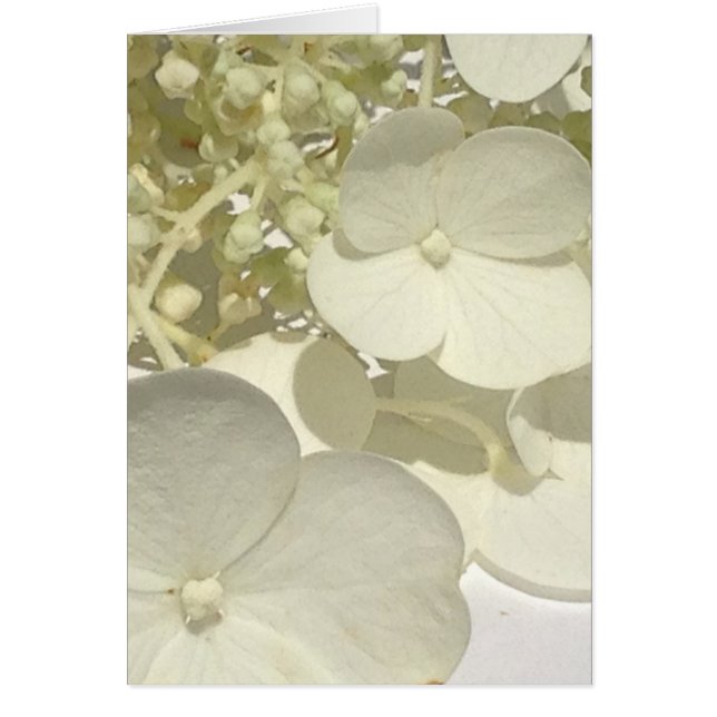 Cartão White Lacecap Hydrangea Flower Close Greeting Card (Frente)