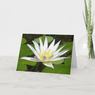 Cartão White Lotus Flower Card
