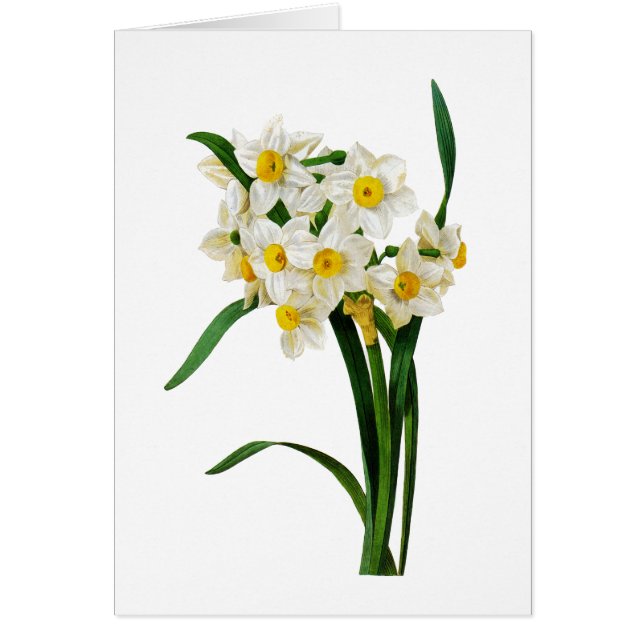 Cartão White Narciso por Pierre-Joseph Redoute (Frente)