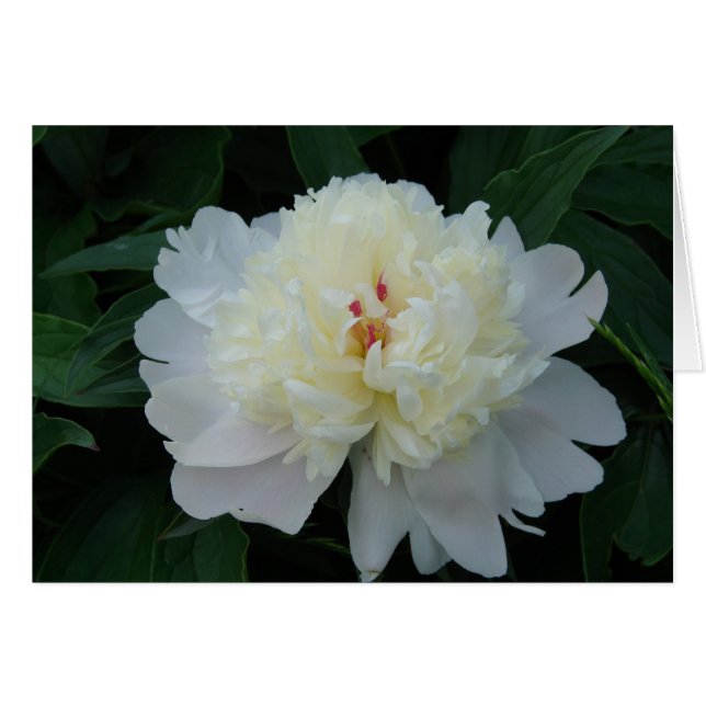 Cartão White Peony (Frente Horizontal)
