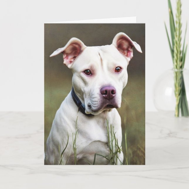 Cartão White Pitbull Birthday (Frente)