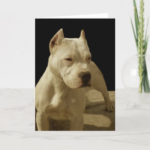 Cartão White pitbull greeting card