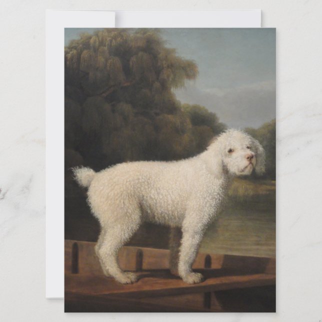 Cartão White Poodle in a Punt (por George Stubbs) (Frente)