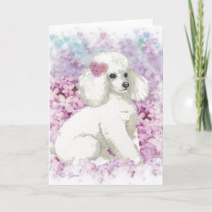 Cartão White Poodle na Impressão de Arte Lilacs
