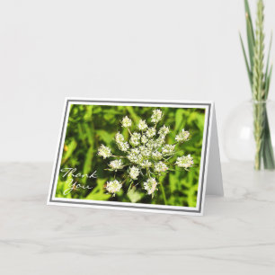 Cartão White Queen Anne’s Lace Flower