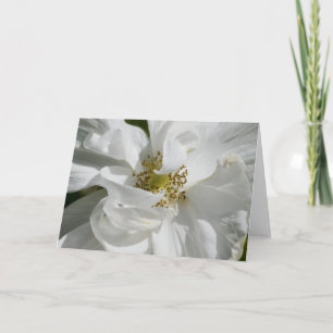 Cartão White Rosa Blank Card