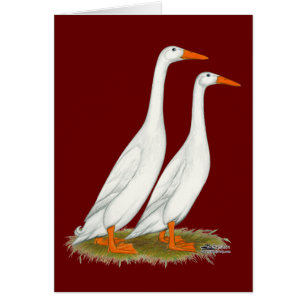 Cartão White Runner Ducks