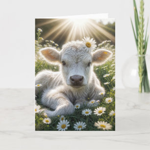 Cartão White Scottish Highland Calf Birthday