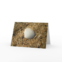 White Shell na Praia