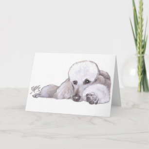 Cartão White Standard Poodle in Repose