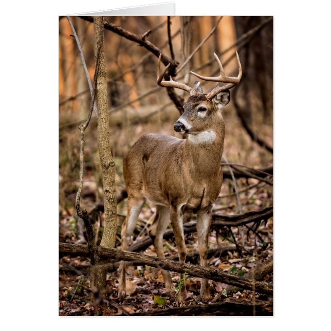 Cartão White Tail Deer Buck (Frente)