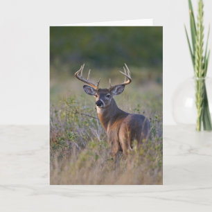 Cartão white-tailed deer Odocoileus virginianus