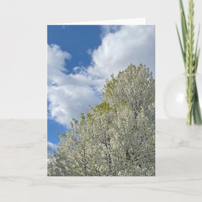 Cartão White Tree Blue Sky Clouds Photo (Frente)