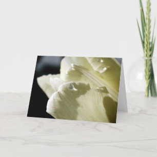 Cartão White Tulip