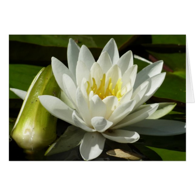 Cartão White Waterlily e Bud Floral (Frente Horizontal)