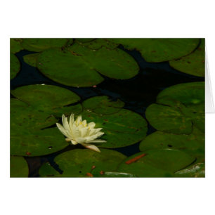 Cartão White Waterlily I Peaceful Floral Fotografia