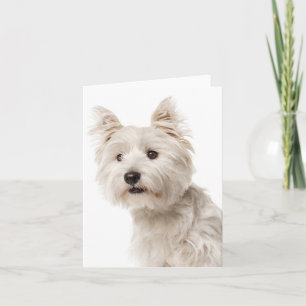 Cartão White West Highland Terrier Puppy Dog Hello Love