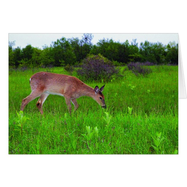 Cartão Whitetail Deer (Frente Horizontal)