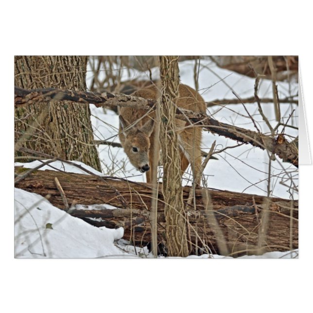Cartão Whitetail Deer Em Neve (Frente Horizontal)