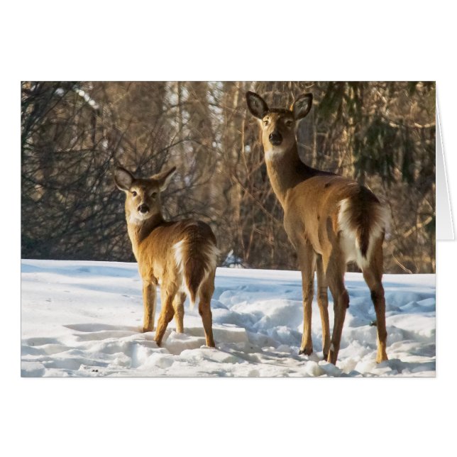 Cartão Whitetail Deer em Snow (Frente Horizontal)