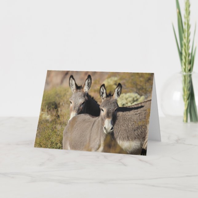 Cartão Wild Arizona Burros (Frente)