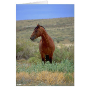 Cartão Wild Bay Horse, Wyoming
