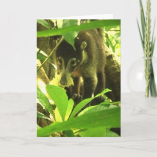 Cartão Wild Coati Greeting Card