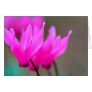 Cartão Wild Cyclamen Macro