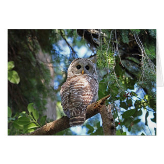 Cartão Wild Hoot Owl Staring in Forest