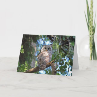 Cartão Wild Hoot Owl Staring na Floresta