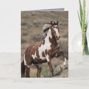 Cartão Wild Horse Greeting Card - Picasso Runs Up