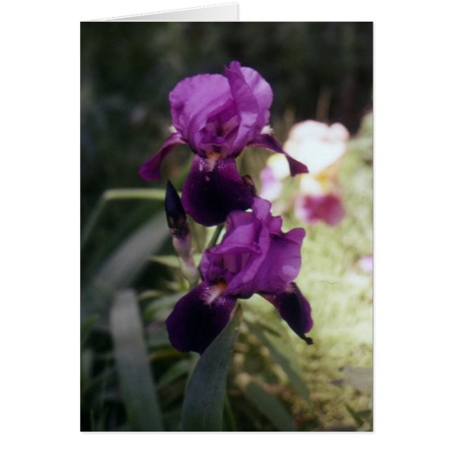 Cartão Wild Iris (Frente)