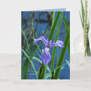 Cartão Wild Iris