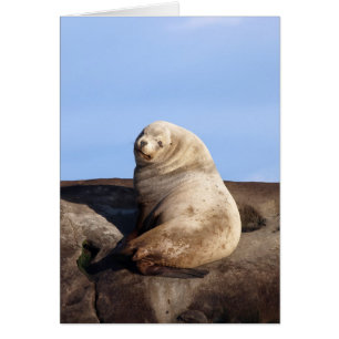 Cartão Wild Male Steller Sea Lion